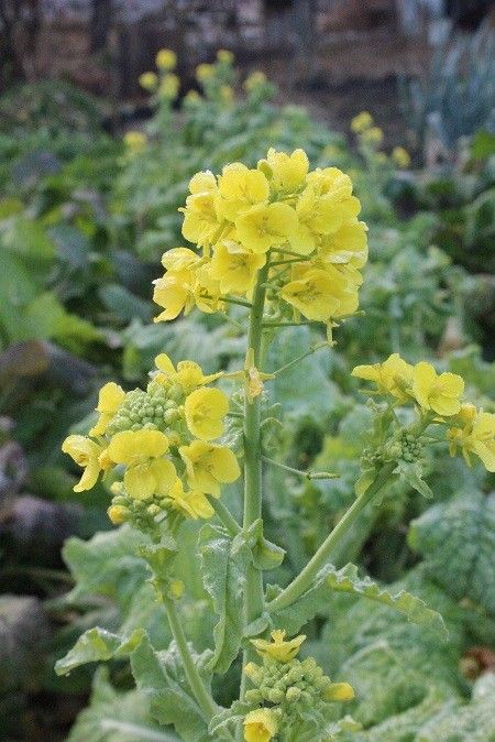 野菜の花