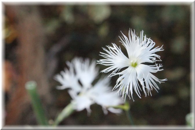 野菜の花