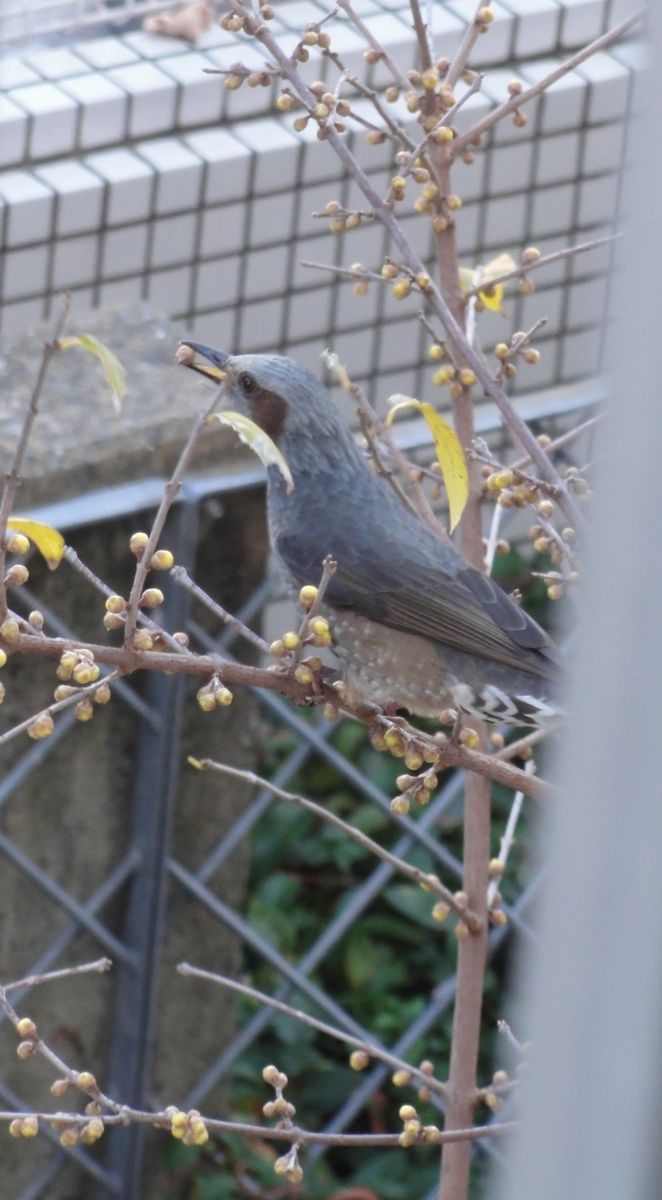 鳥さんが木の芽を