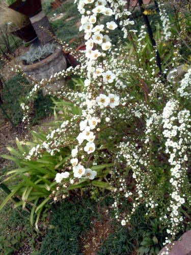 花の彩宴、開幕