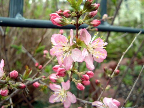 花の彩宴、開幕