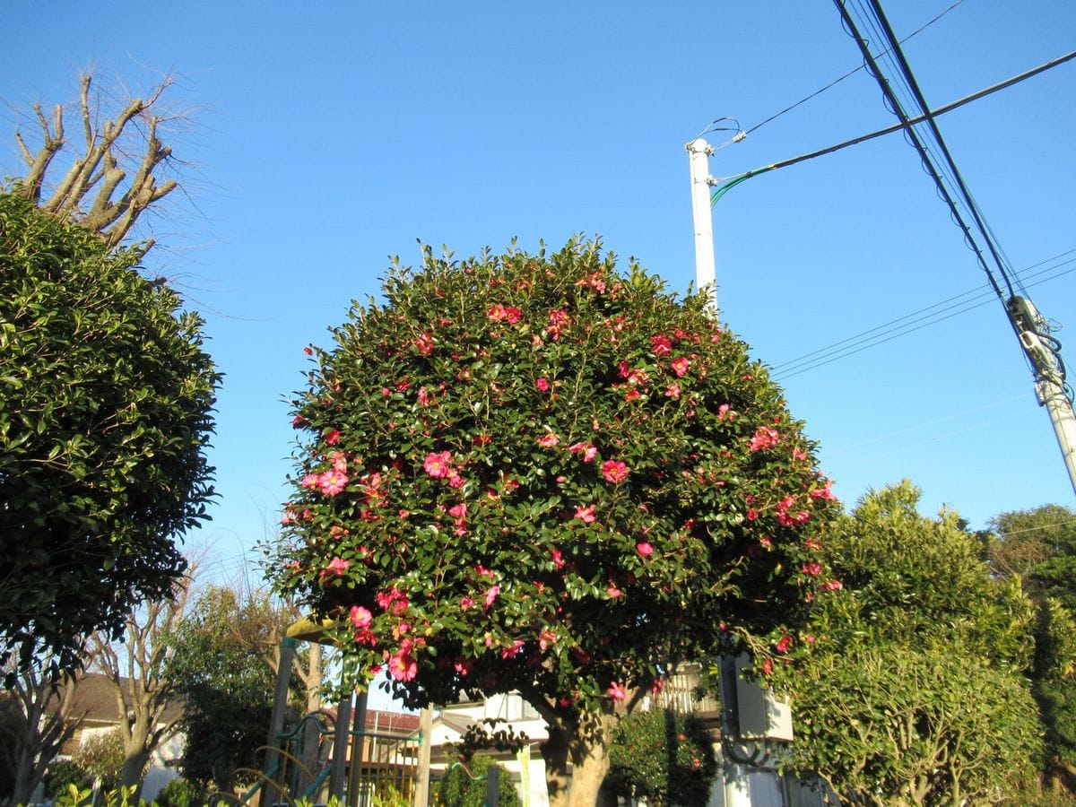 山茶花？椿？