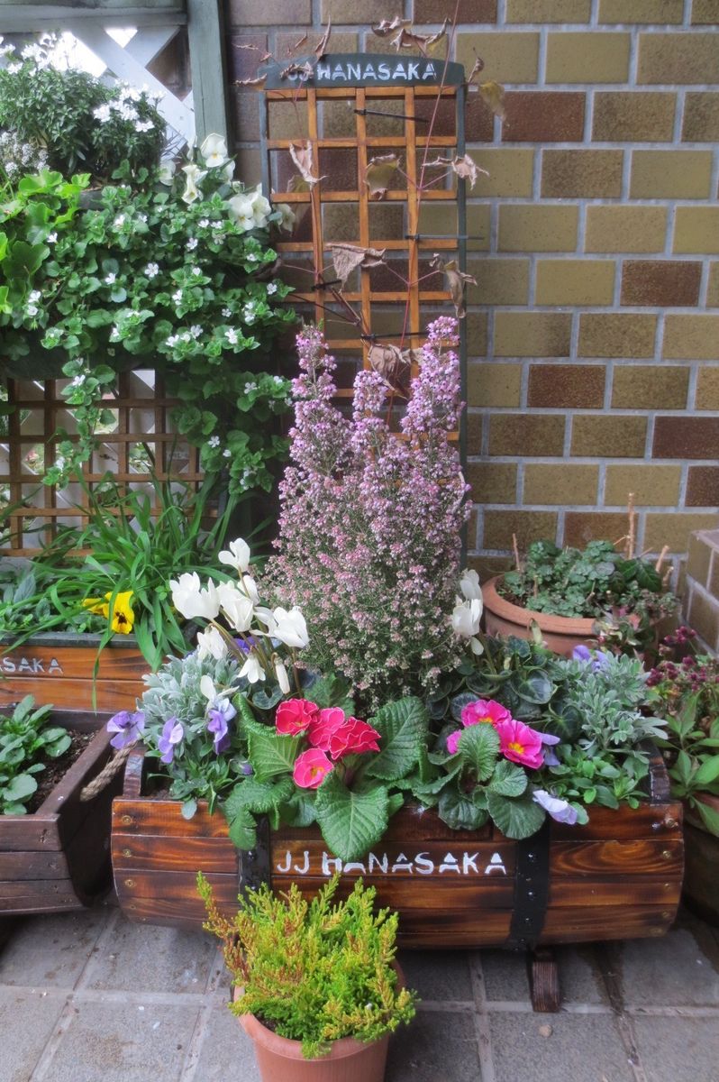 玄関ポーチの花 園芸日記byはなさか じいじ みんなの趣味の園芸