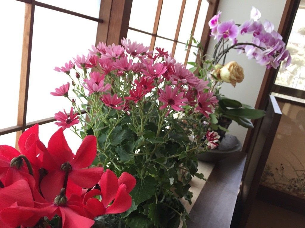 地味ぃ～(；・∀・)な寄せ植え✿