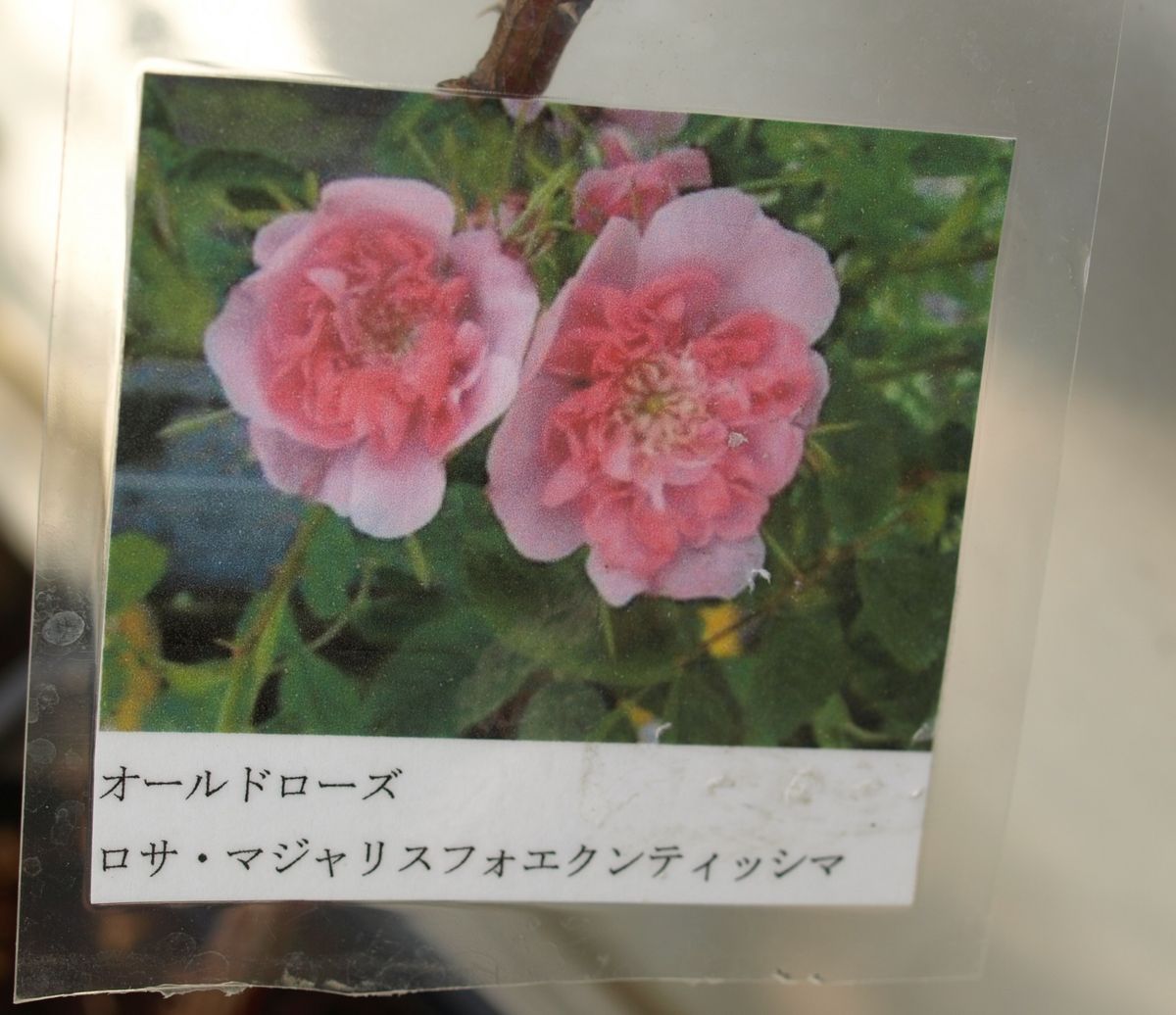 おもしろそうな原種の薔薇を見つけた