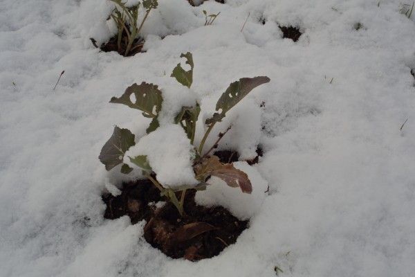 雪が降ったよ