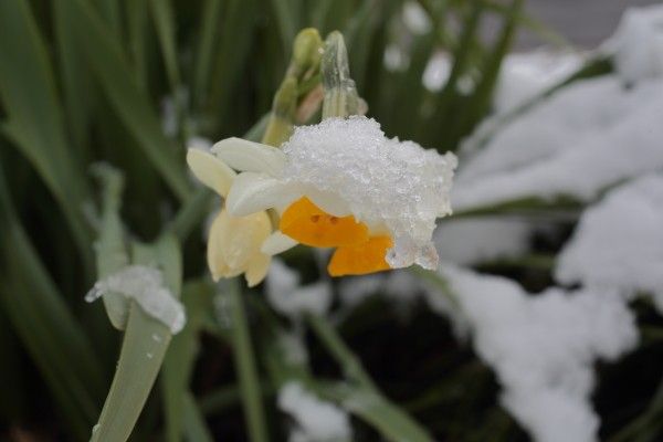 雪が降ったよ