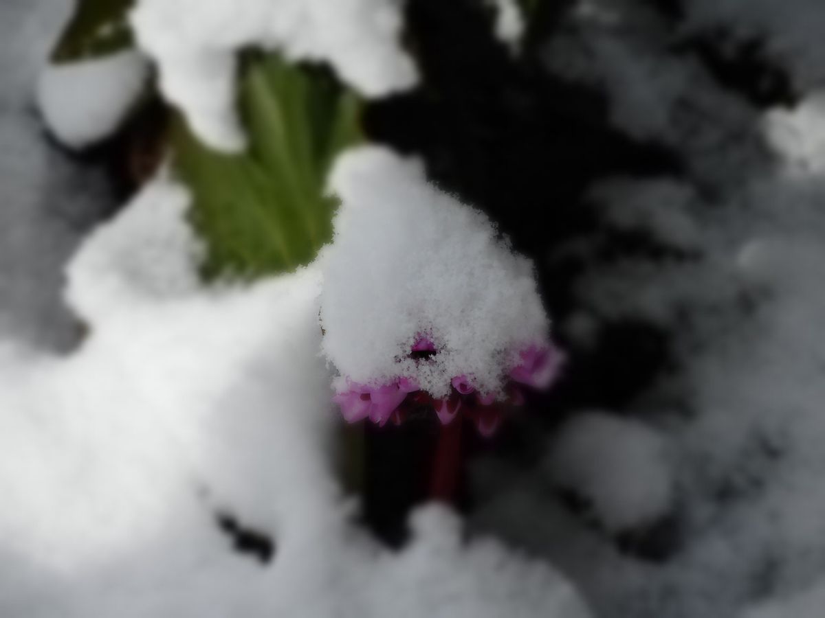 雪とのコラボ