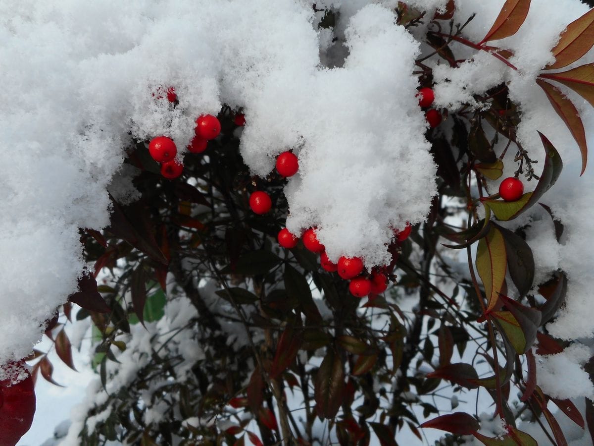 雪とのコラボ