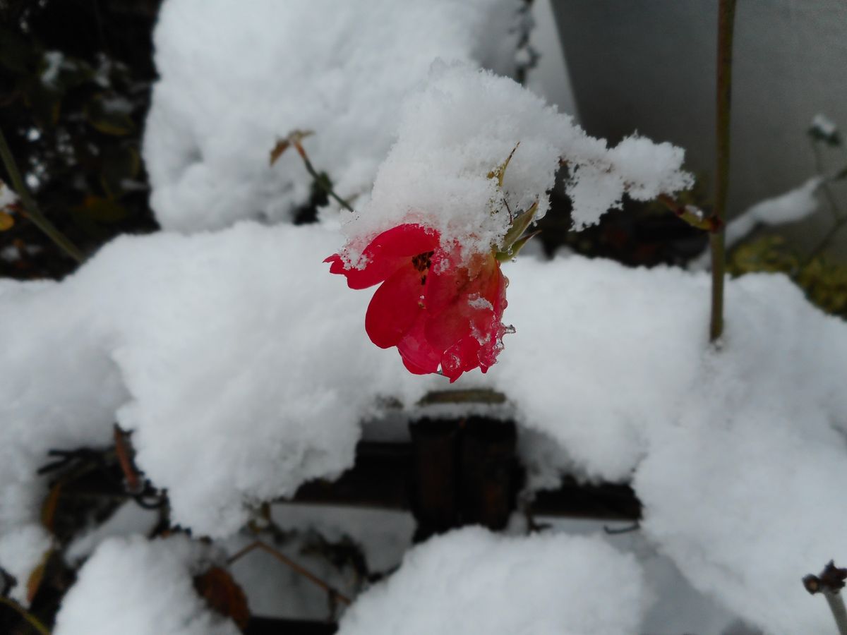 雪とのコラボ