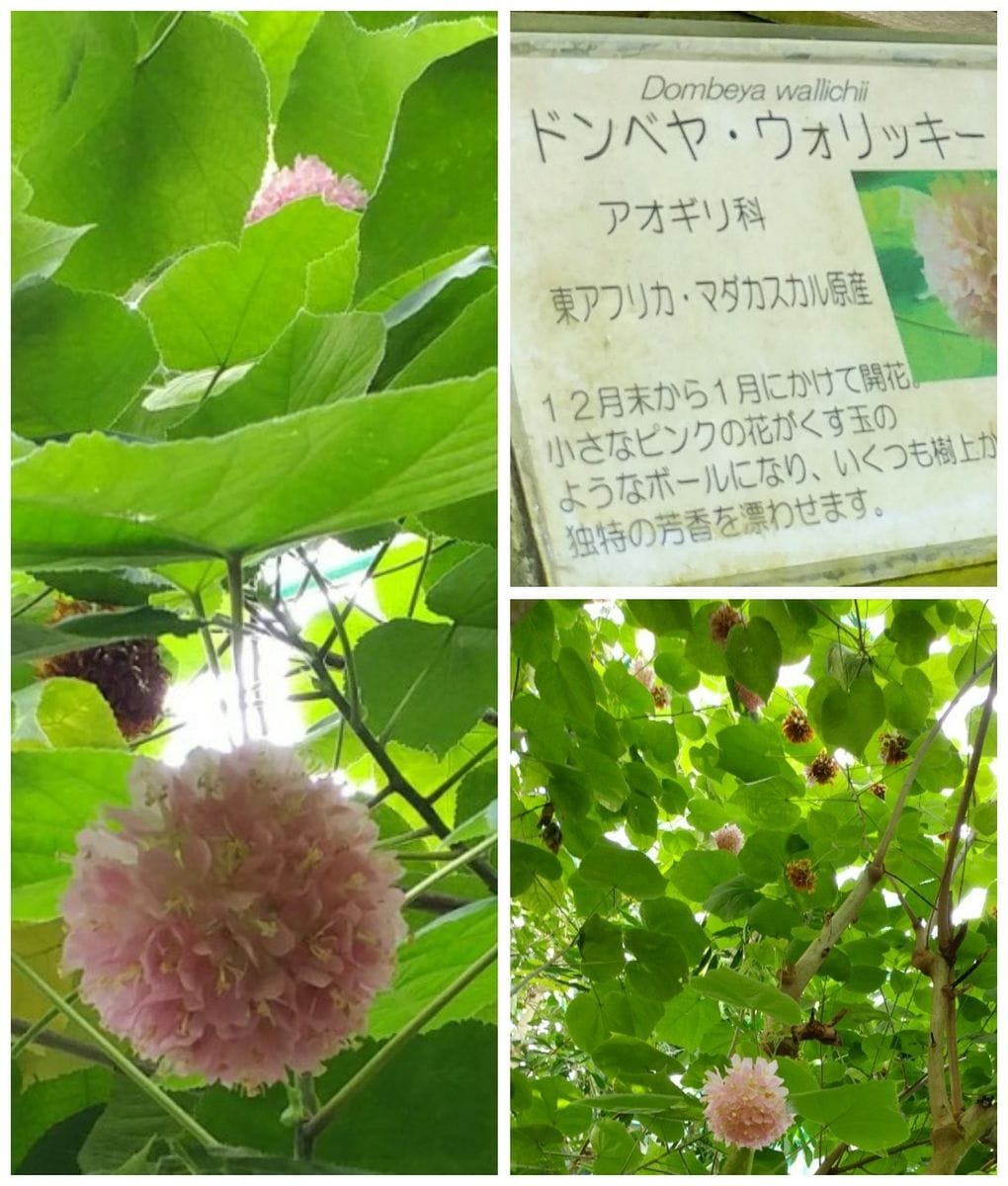 この雪のなか⛄③温室へ