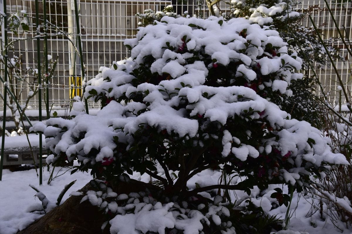 仲間にいれてください雪景色♪