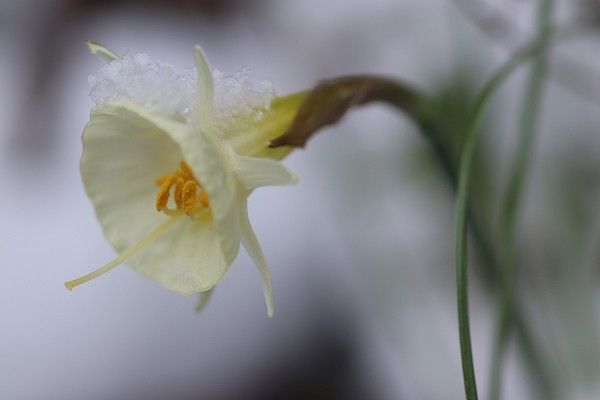 信濃寒桜　雪割草　水仙 バルボコジューム「ディセンバーレモン」