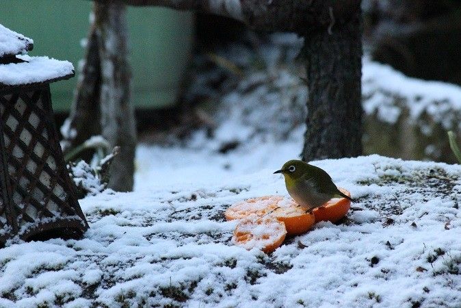 雪景色