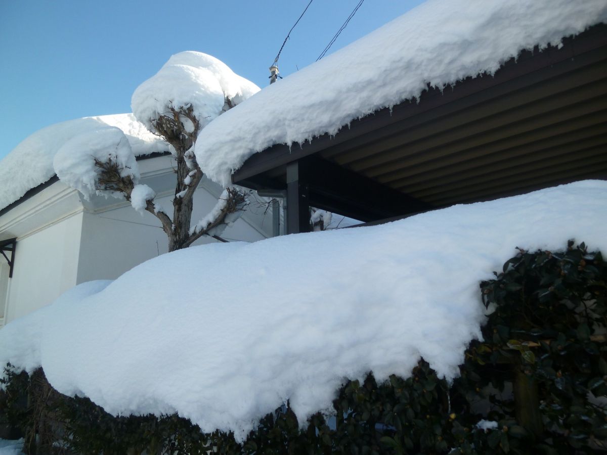 雪の被害