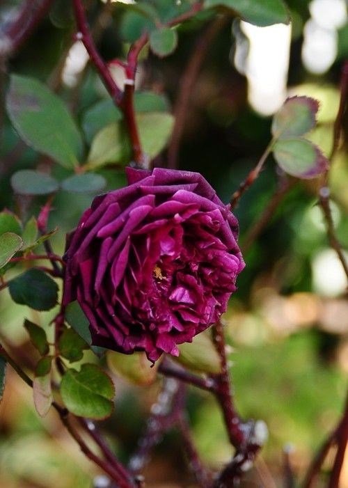 一月の花　ザ・プリンス