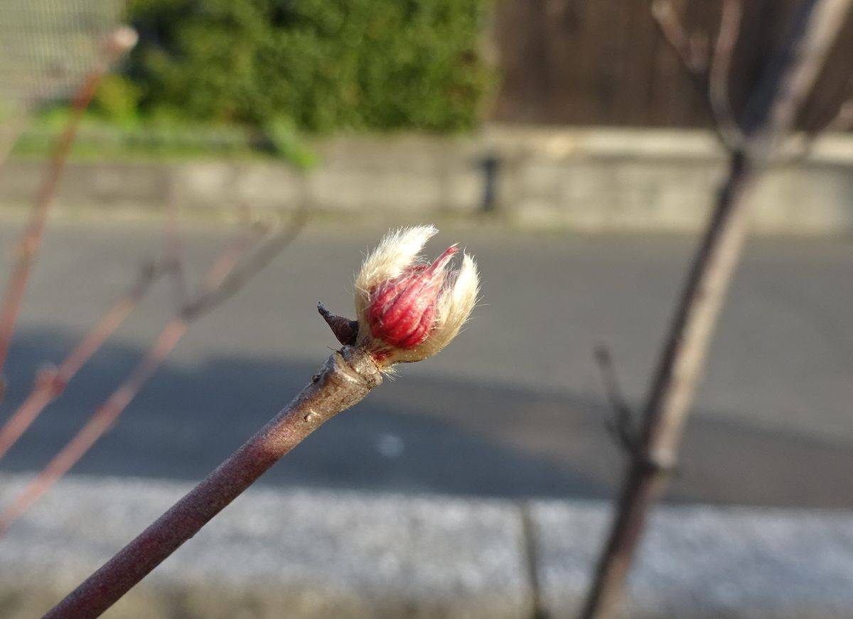 赤いものと白いもの