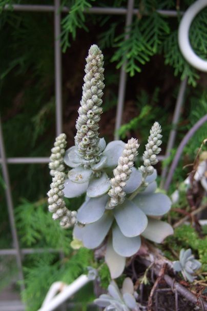 多肉植物の花