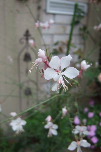 花期の長い草花