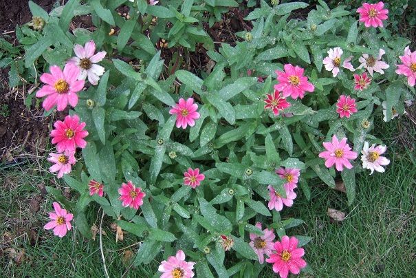 花期の長い草花