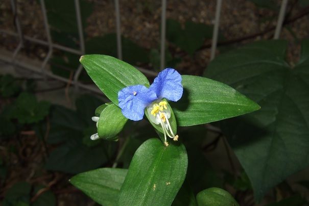 花期の長い草花