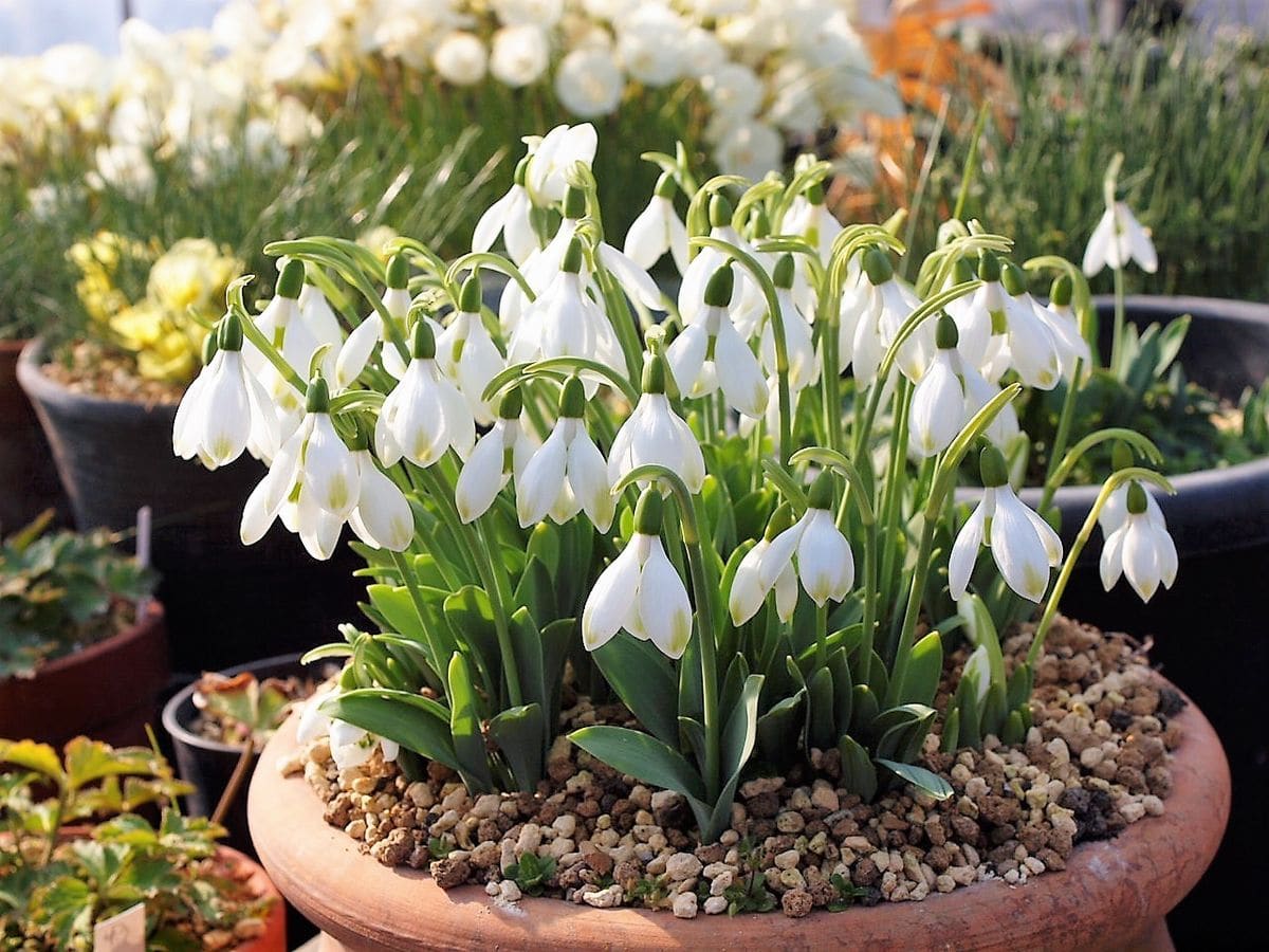 Galanthus plicatus 'Wendy's Gold'