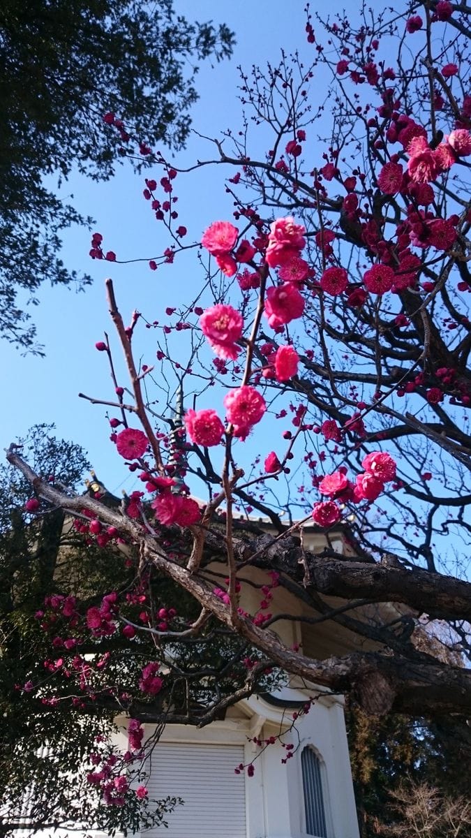 豪徳寺に行って来ましたニャン