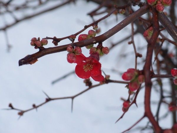 寒いので園芸あまりやってない