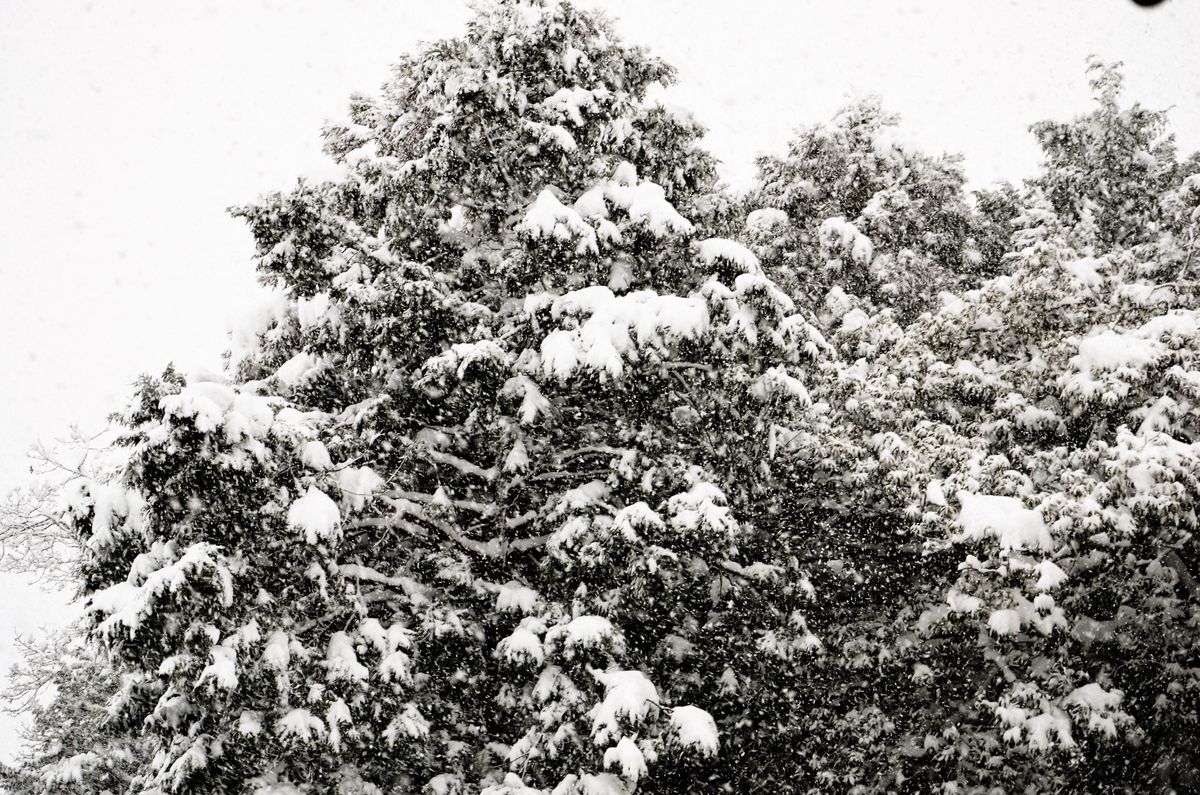 また雪が積もりました。