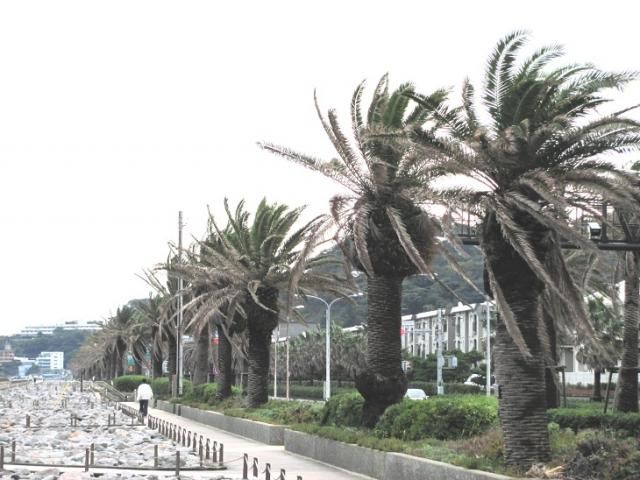 雨上がりの散歩