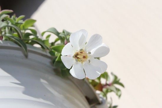 シレネ他白い花