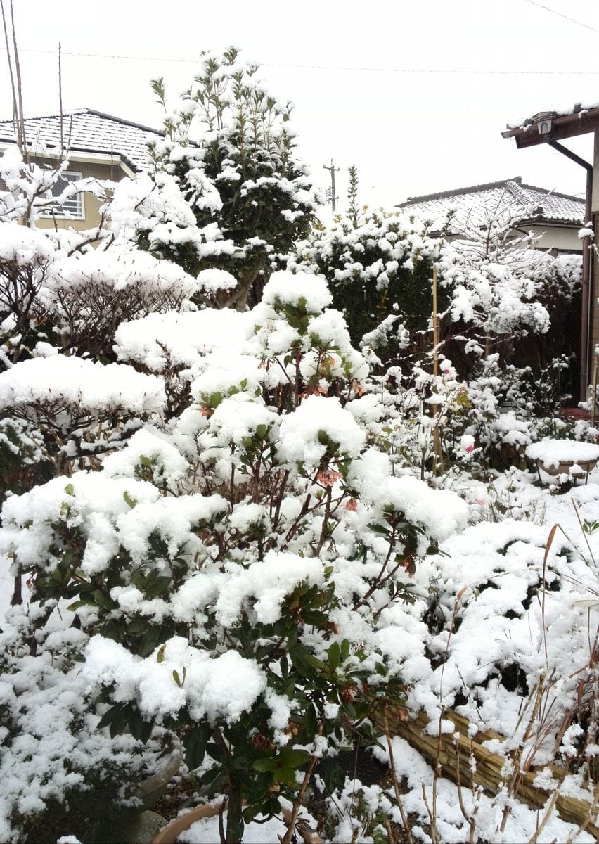 今日は雪が降りました