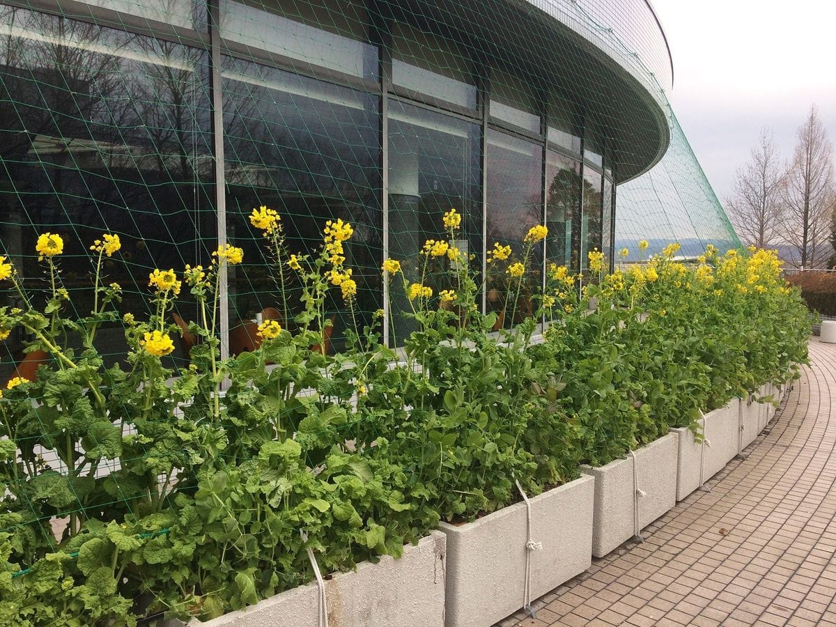 菜の花が満開