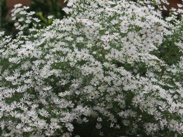 実家の庭の花