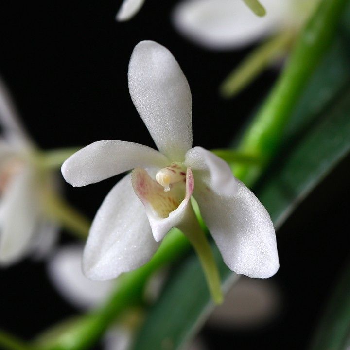 Sediera japonica x Amesiella philippinensis