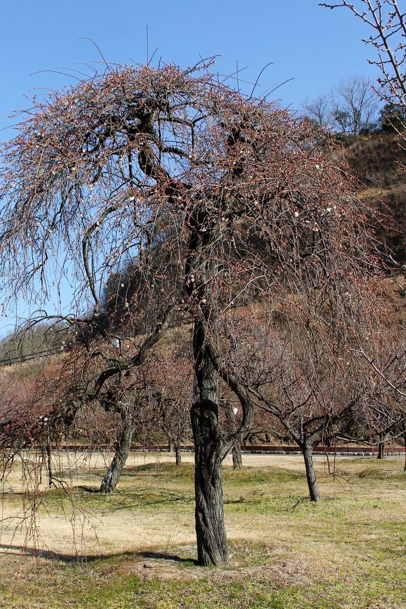 神崎緑地公園の梅