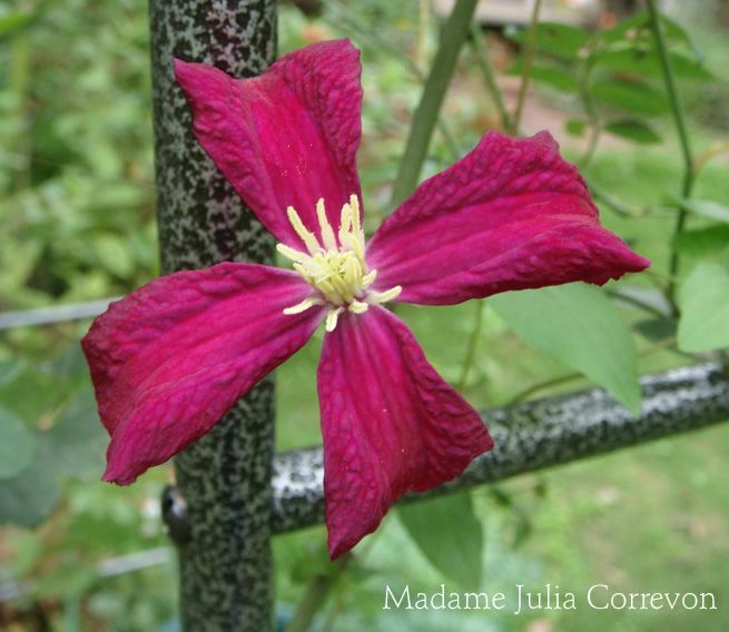 integrifolia&#039;Arabella&#039;