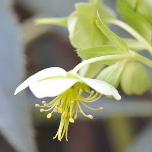 露地植えのH.アーグチフォリウス