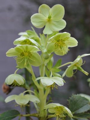 露地植えのH.アーグチフォリウス