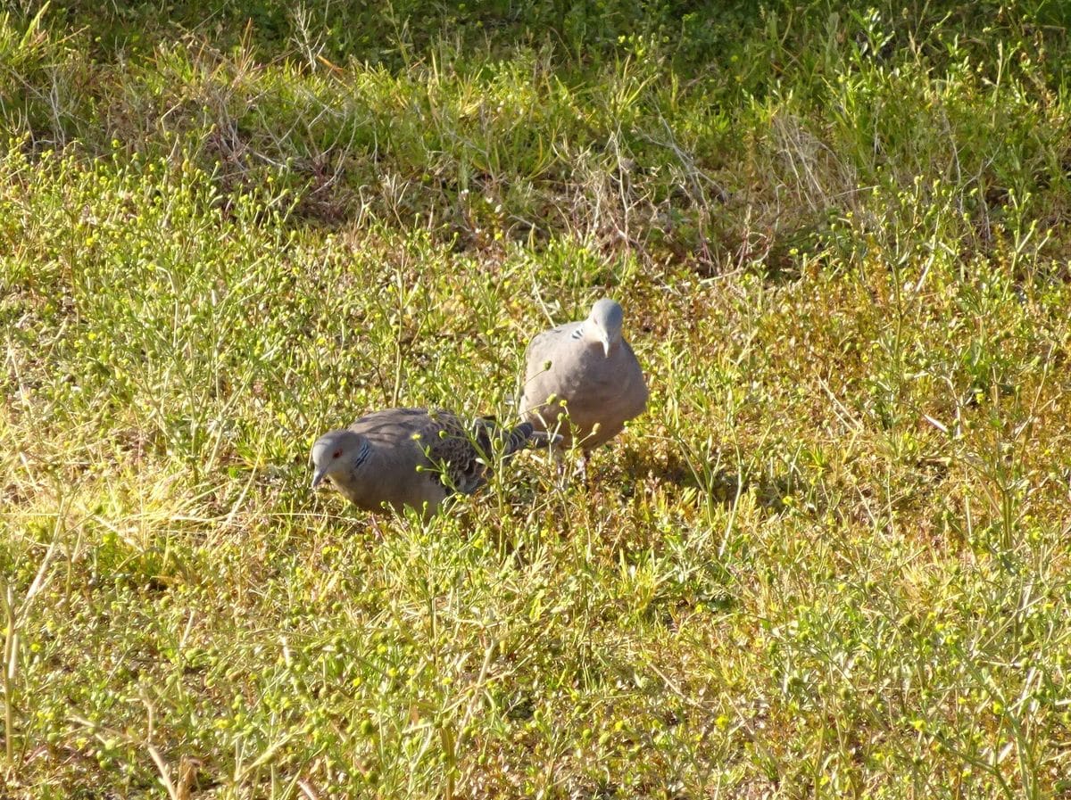 ミニバラのような、小さな赤い新芽