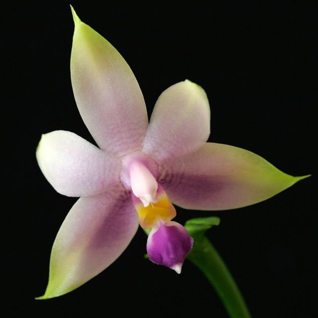 Phal. violacea f. coerulea