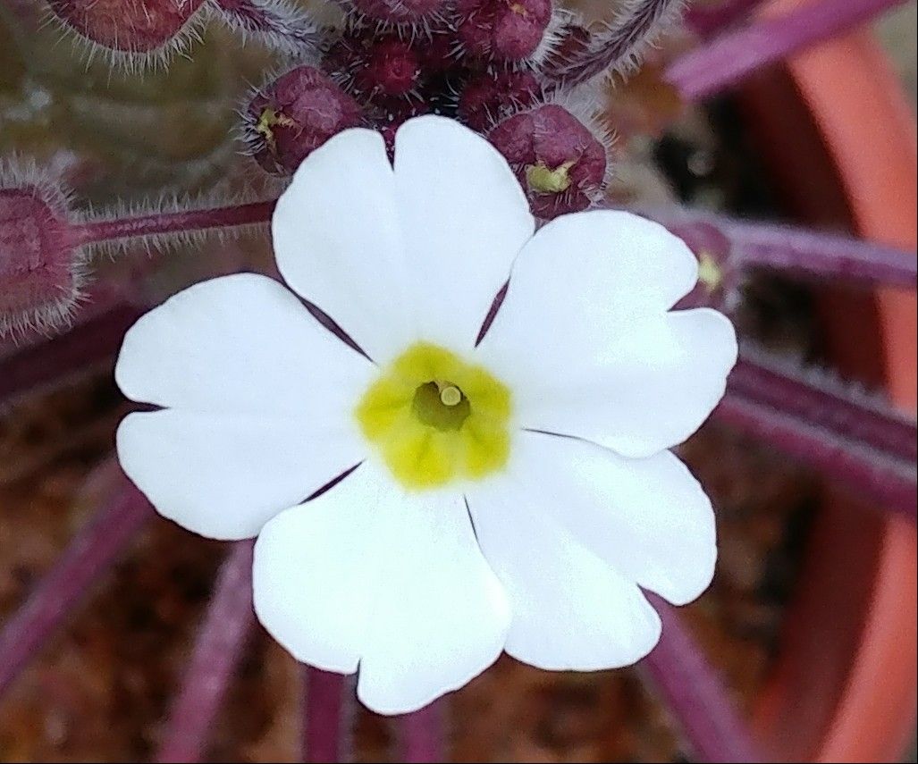 シネンシス🌼咲きました