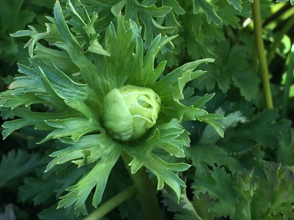 今日の花