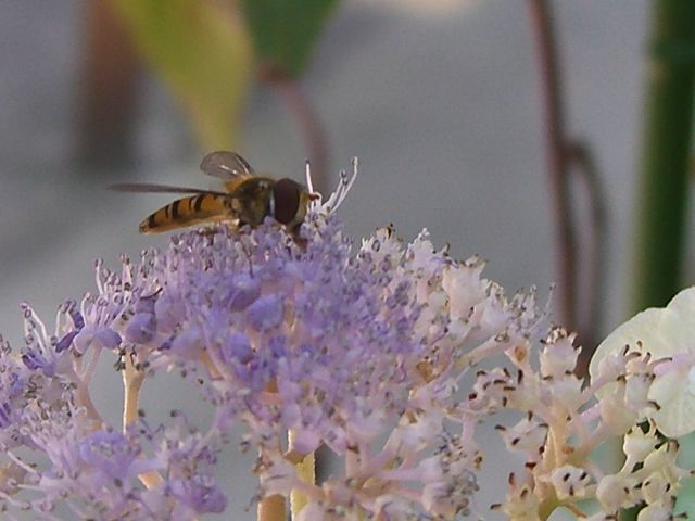 花アブを狙っていたのか？