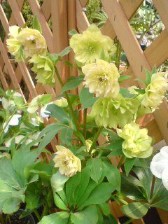 趣味の園芸の表紙の花。