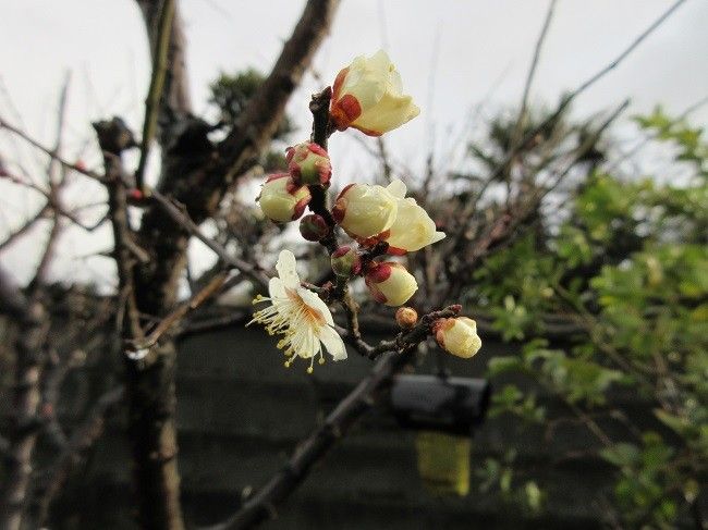 梅開花と虹