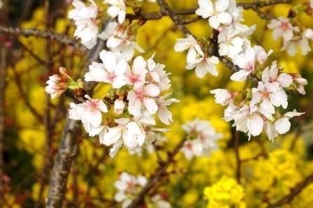 桜、菜の花、チューリップ