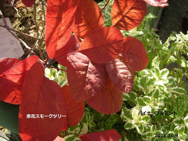 すっかり紅葉して・・・