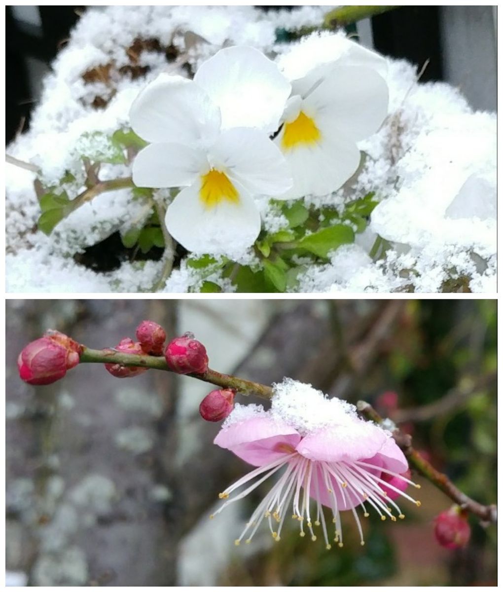 雪だぁ～❄