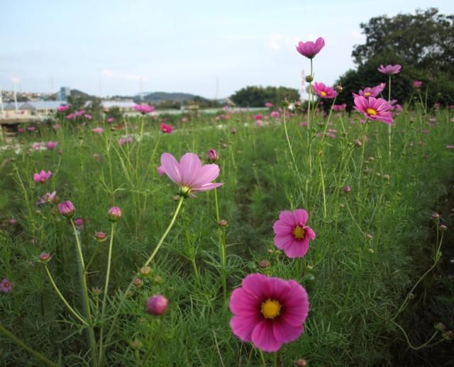 近所の川沿い